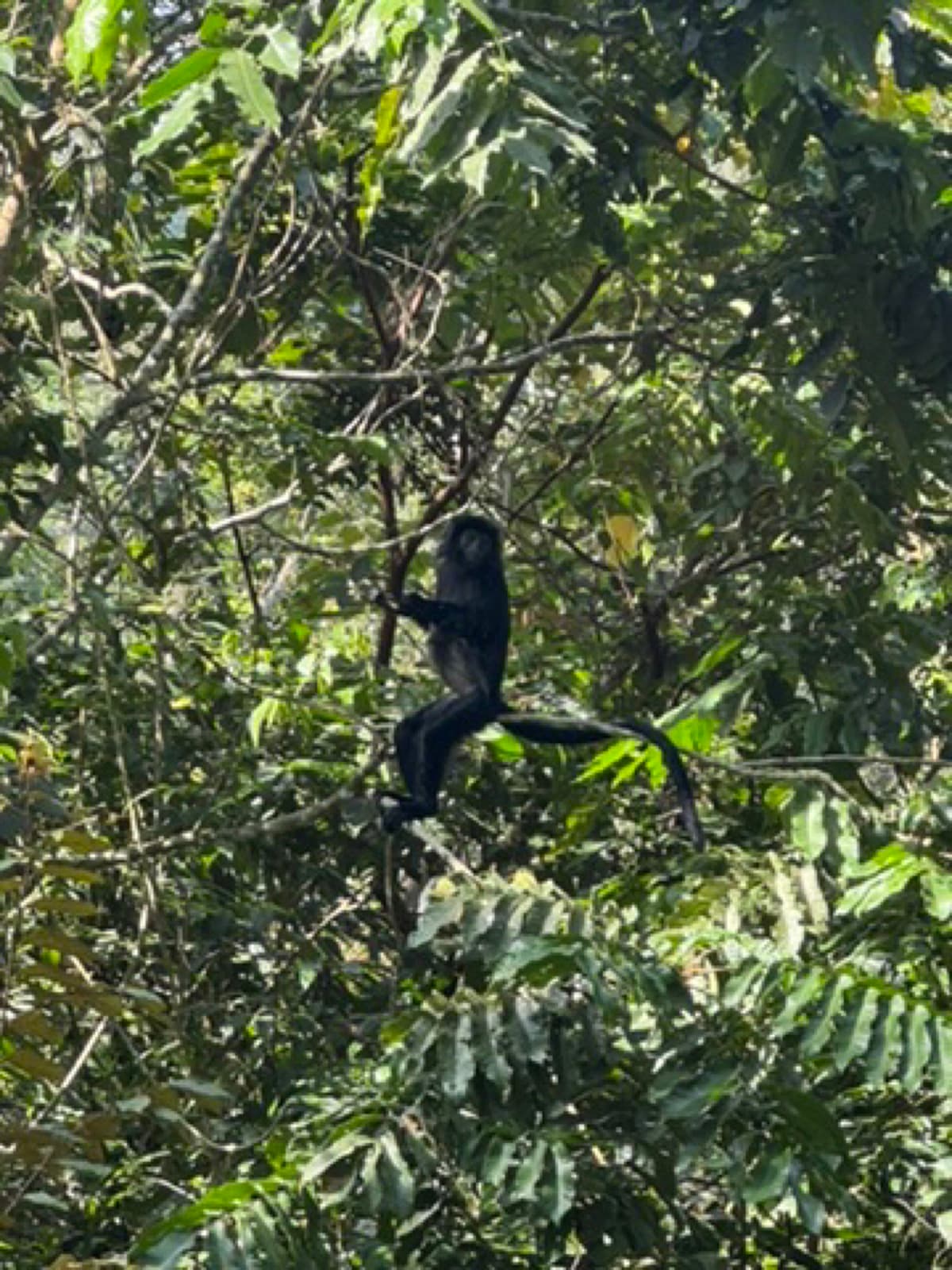 Monkey forest